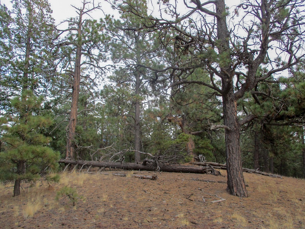 Antelope Hill Coconino Forest, Arizona