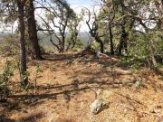 Fortynine Spitz Beacon Hills, Arizona