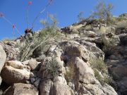 Belmont Peak, Arizona