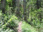 Bill Williams Mountain, Arizona